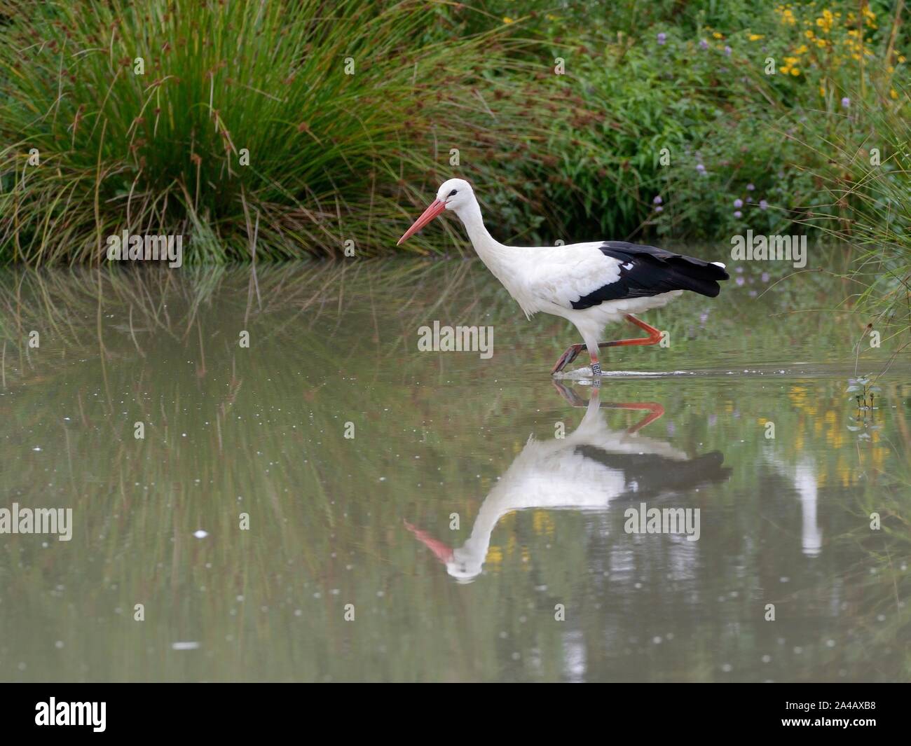 Weißstorch (Ciconia ciconia) Nahrungssuche in einem Teich, Knepp Castle Estate, Sussex, UK, August 2019. Stockfoto