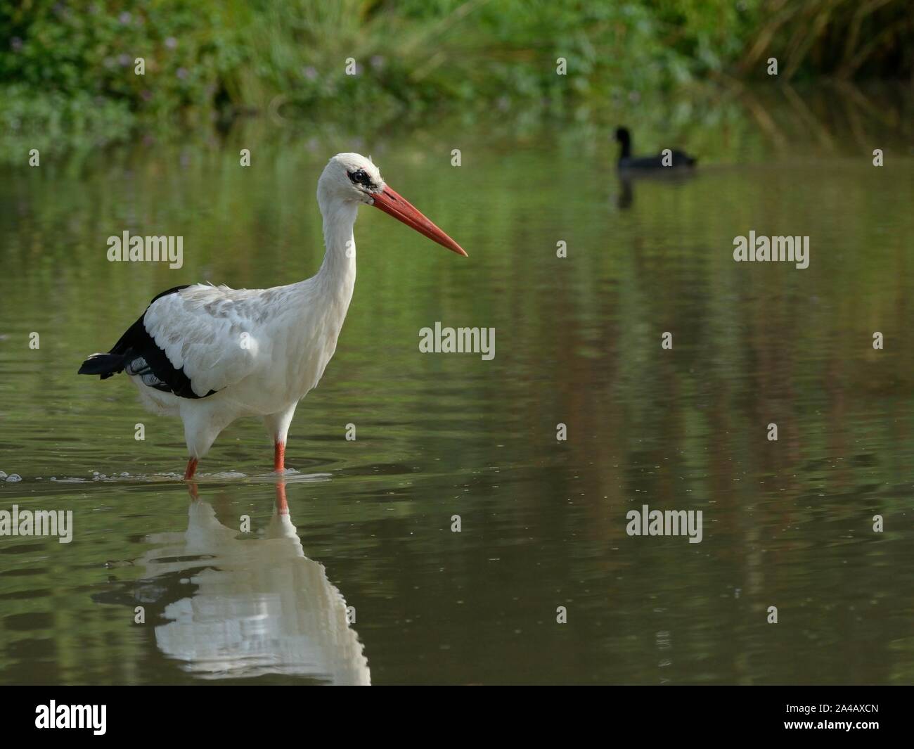Weißstorch (Ciconia ciconia) Nahrungssuche in einem Teich, Knepp Castle Estate, Sussex, UK, August 2019. Stockfoto
