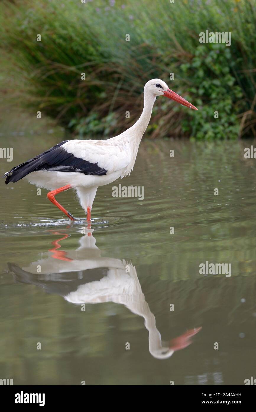 Weißstorch (Ciconia ciconia) Waten in einem Teich, Knepp Immobilien, Sussex, UK, August 2019. Stockfoto