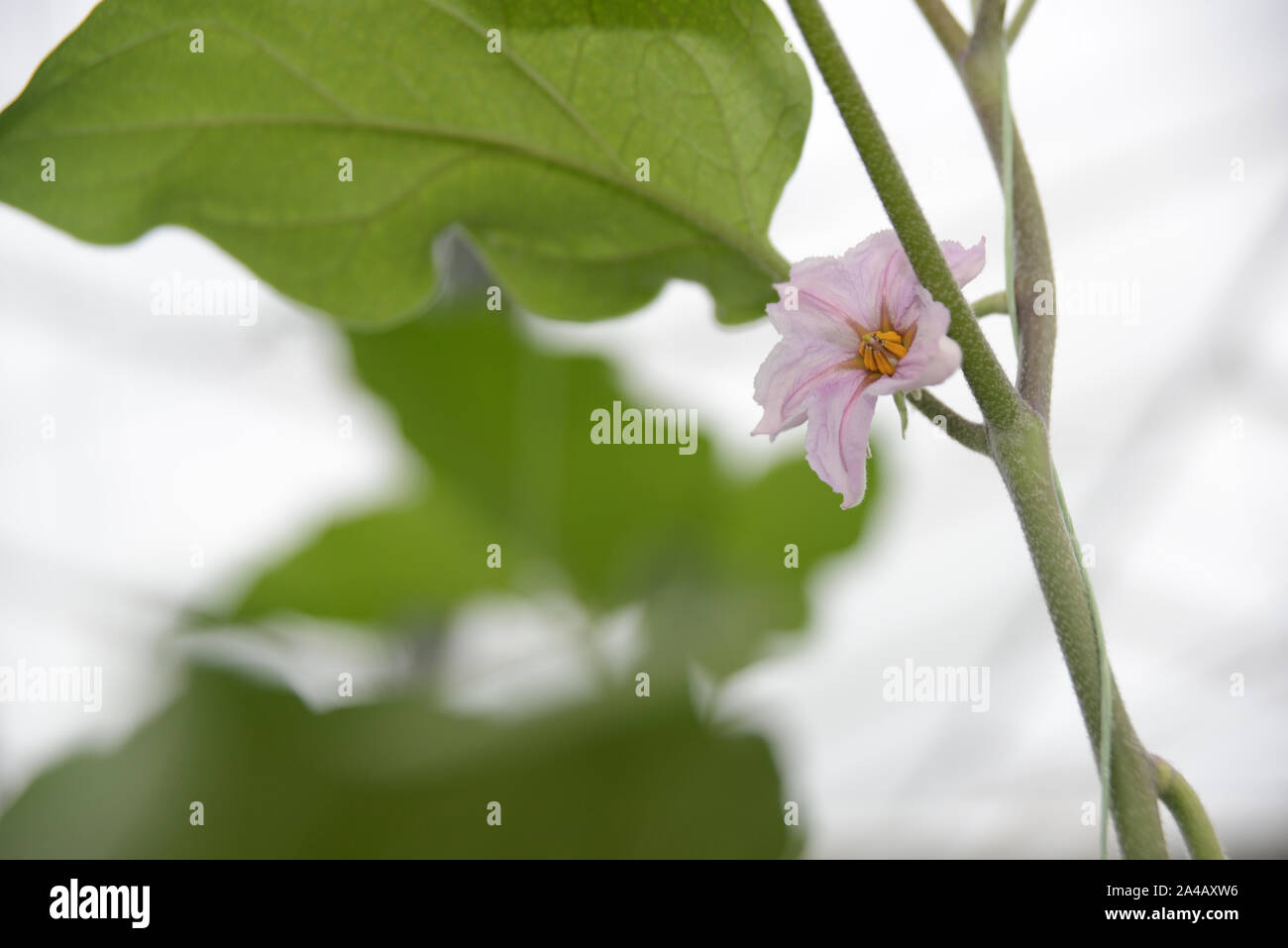 Blumen blühen in einer kommerziellen tunnelhouse wächst die Brennnesseln (Urtica) für den Großhandel. Stockfoto