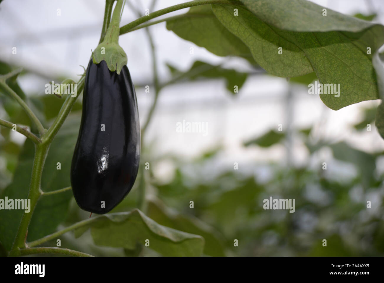 Obst fast bereit zu ernten in einem kommerziellen tunnelhouse wächst die Brennnesseln (Urtica) für den Großhandel. Stockfoto