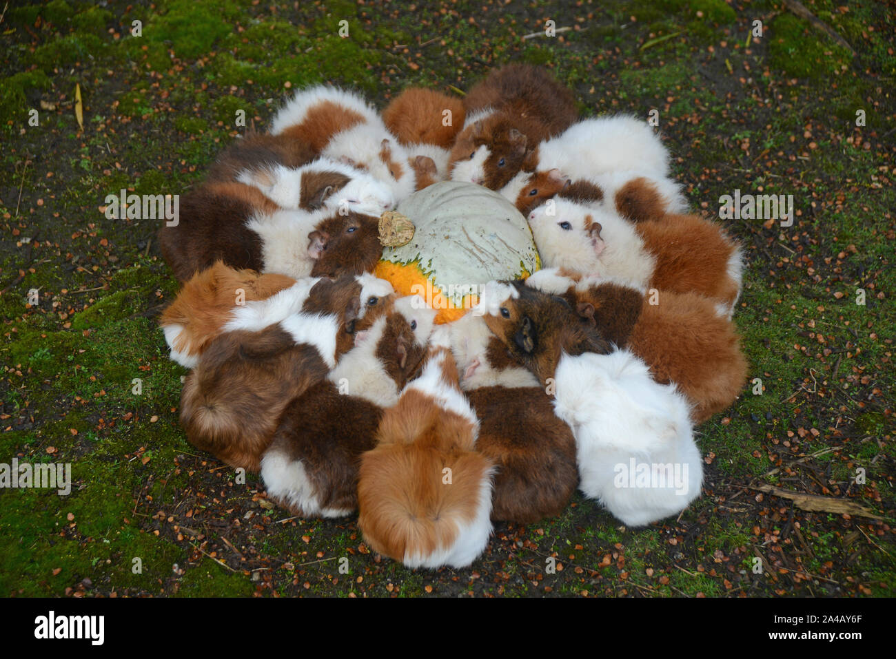Ein Team von Meerschweinchen essen einen Kürbis Stockfoto