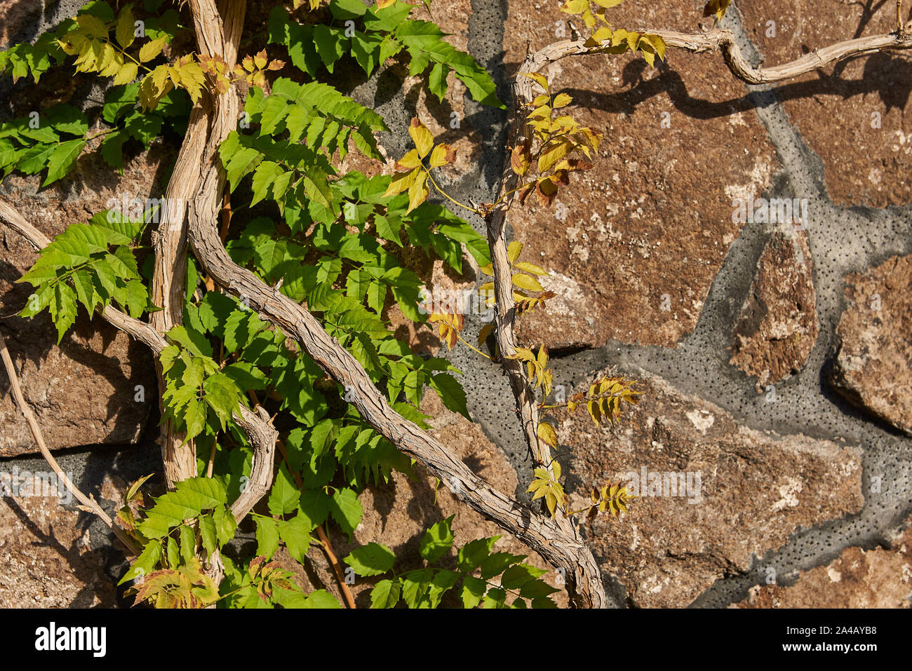 Floral background. Zweifarbiger Efeu locken entlang der rauhen Wand  Stockfotografie - Alamy