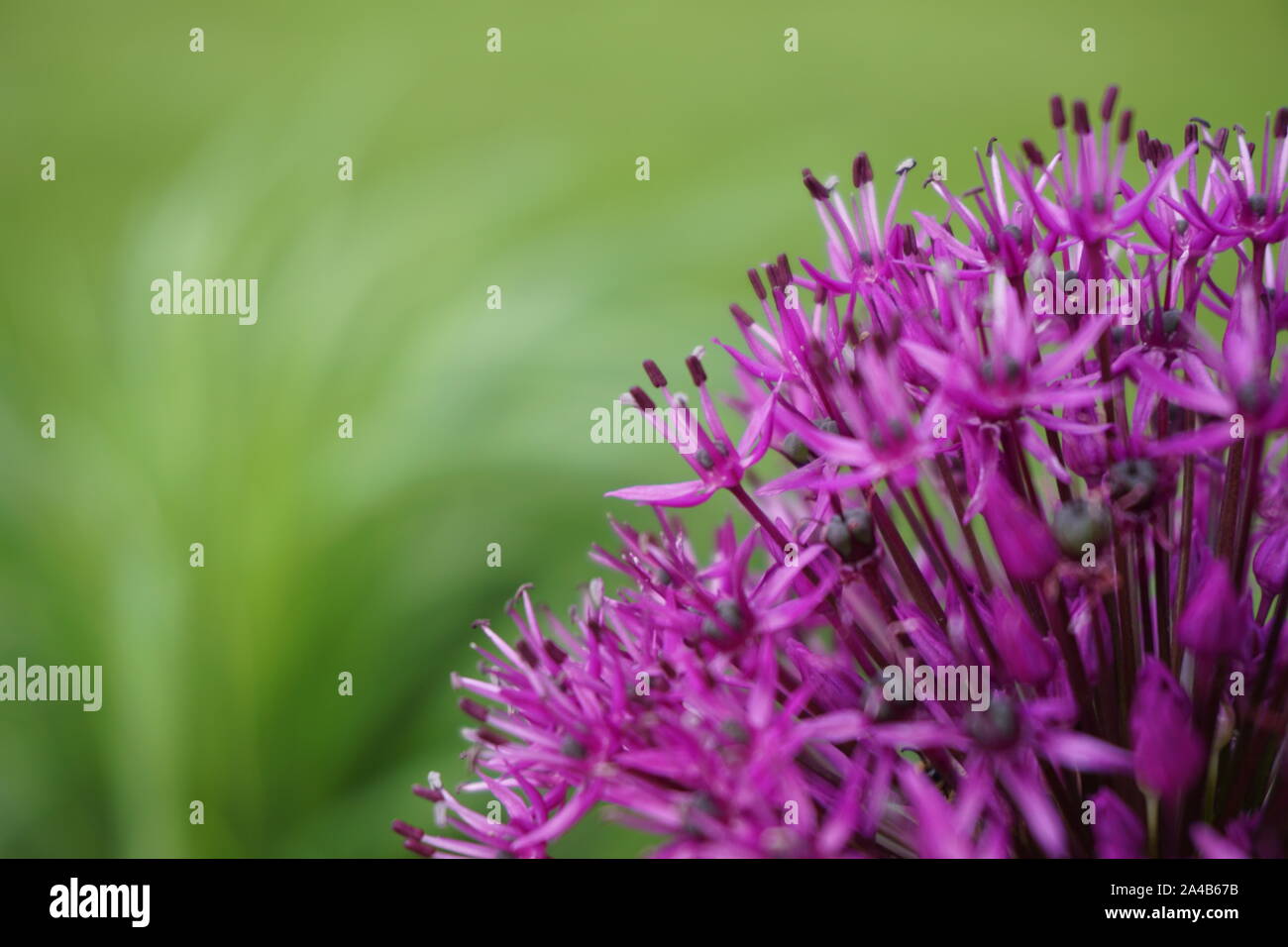 Allium hollandicum Niederländische Knoblauch persischen Zwiebel Stockfoto