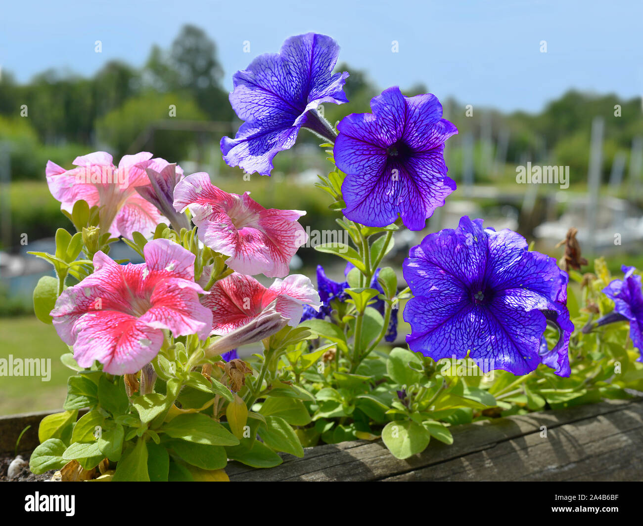 Nahaufnahme von Petunien, Rot und Blau. Stockfoto