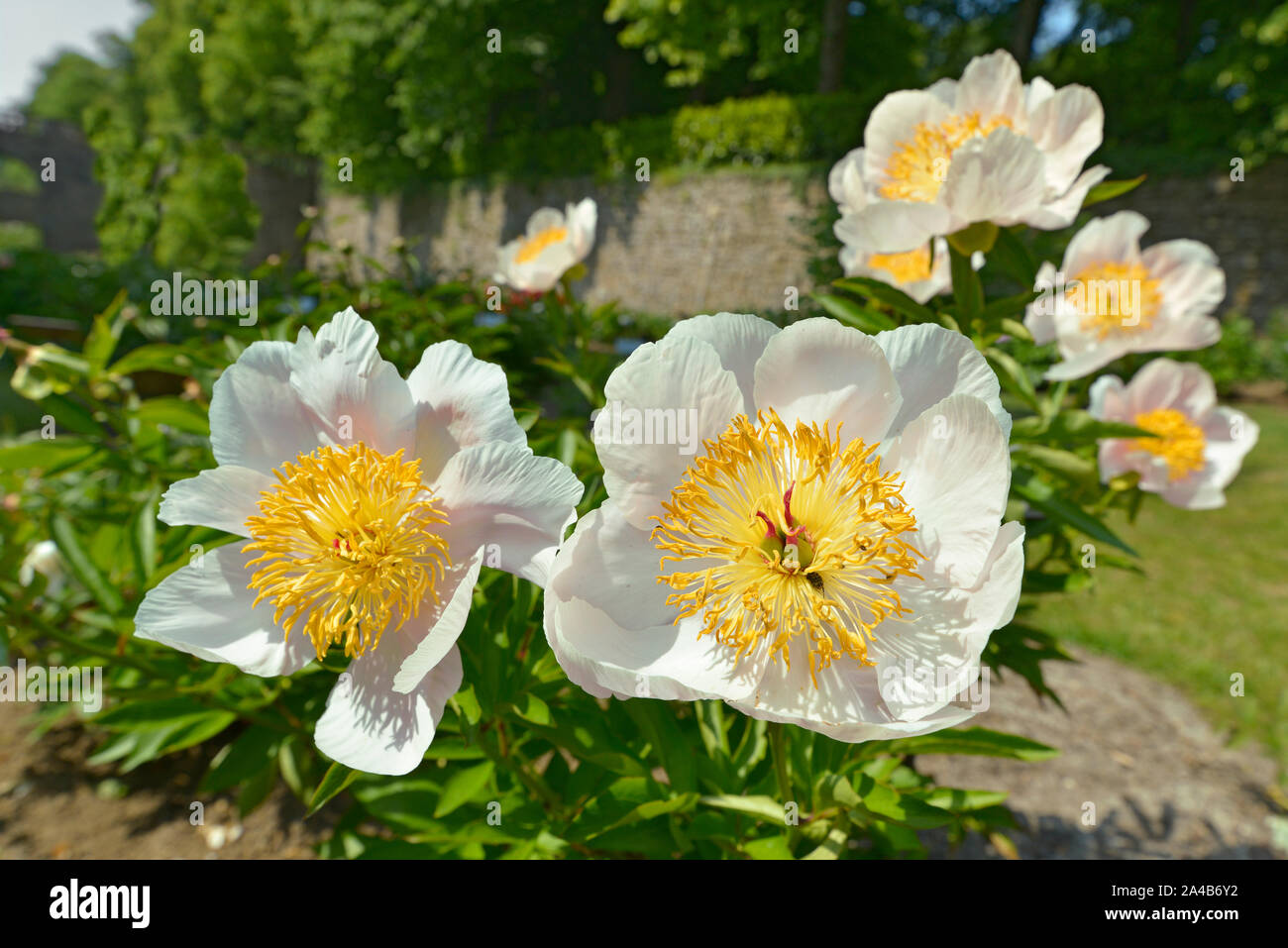 Closeup chinesischer Blumen Pfingstrosen (Paeonia lactiflora) Stockfoto