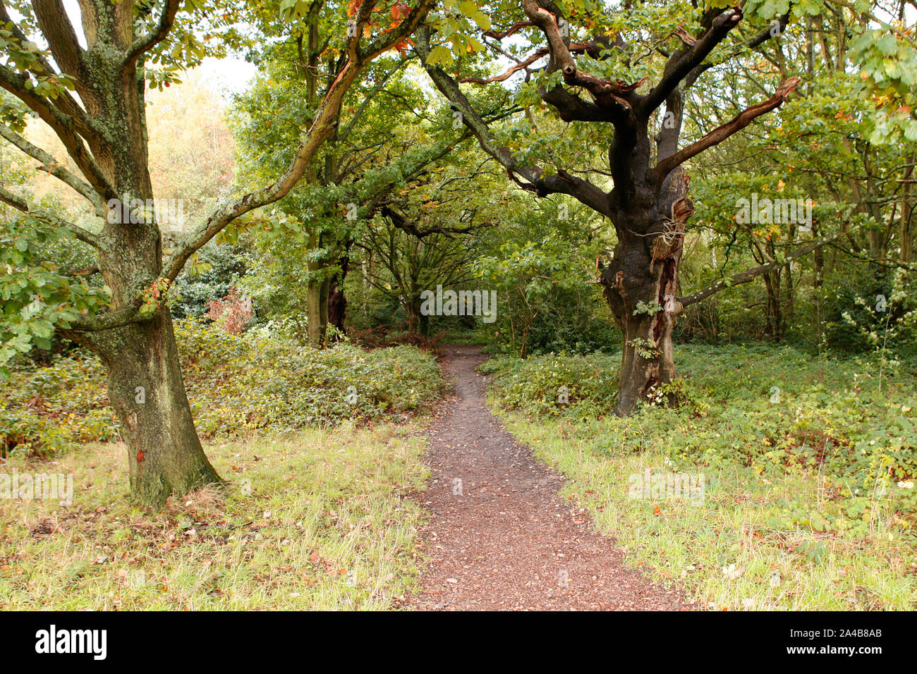 Ein Waldweg Stockfoto