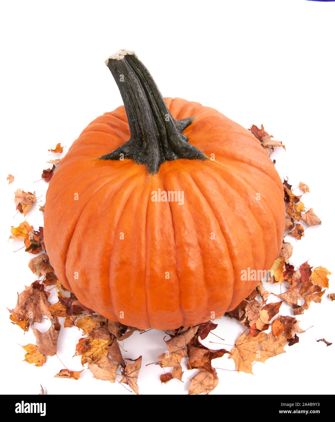 Ganze fesh Halloween Kürbis und Herbst getrocknete Blätter Stockfoto