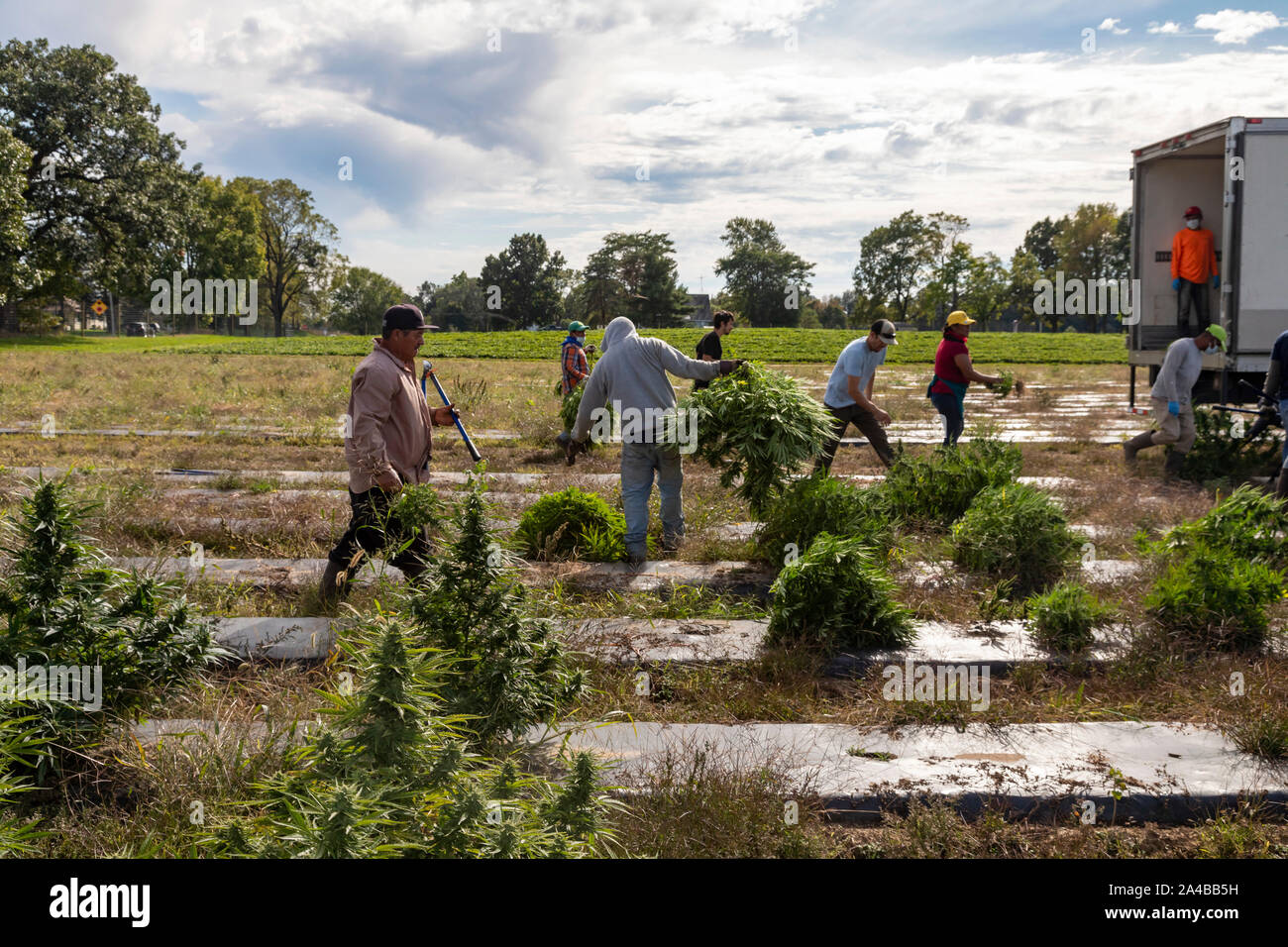 Paw Paw, Michigan - Arbeitnehmer hanf Ernte auf der Paw Paw Hanf Unternehmen. Viele amerikanische Landwirte ihre erste Ernte im Jahr 2019 geerntet nach Anbau Hanf wurde Stockfoto