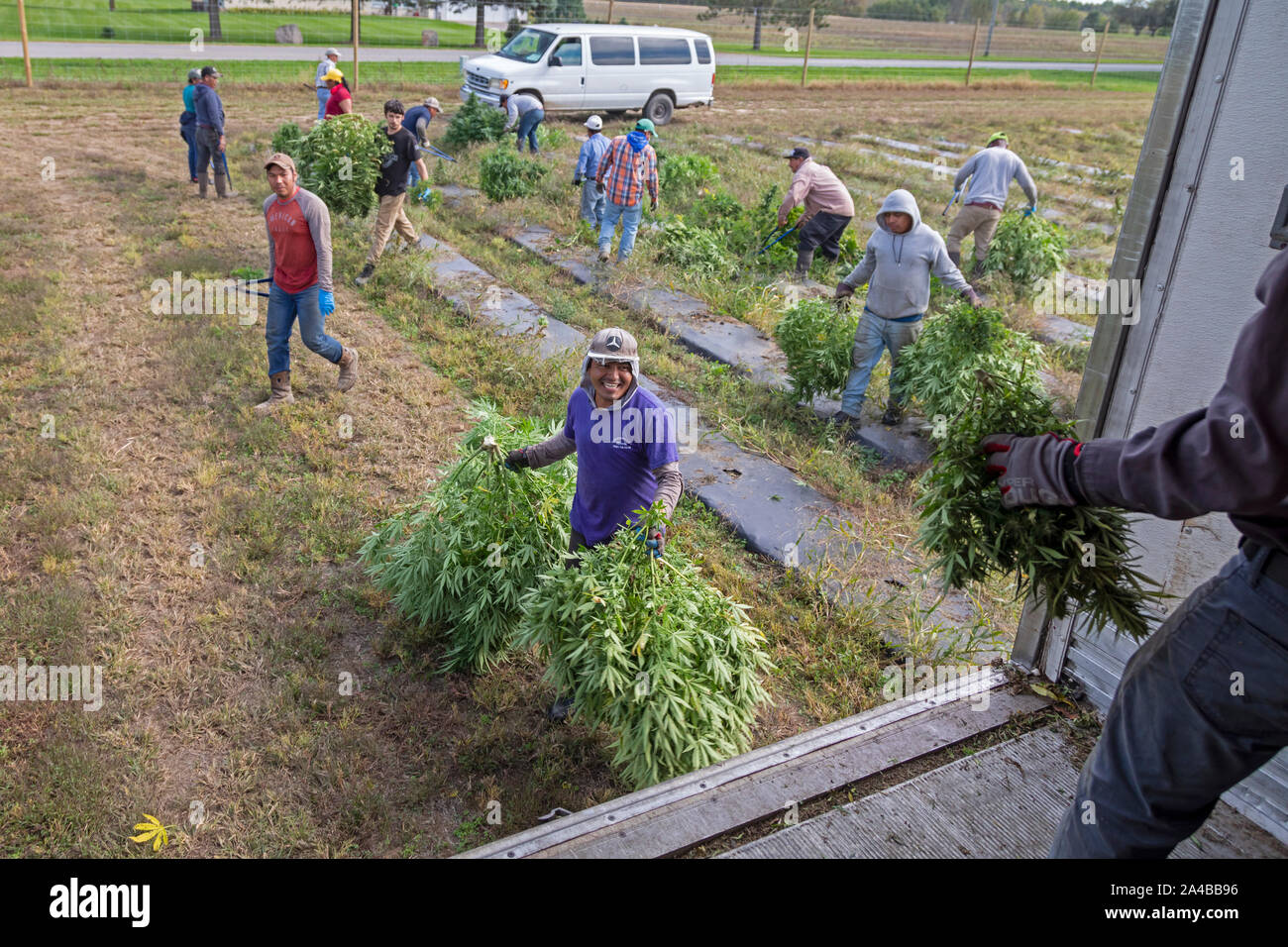Paw Paw, Michigan - Arbeitnehmer hanf Ernte auf der Paw Paw Hanf Unternehmen. Viele amerikanische Landwirte ihre erste Ernte im Jahr 2019 geerntet nach Anbau Hanf wurde Stockfoto