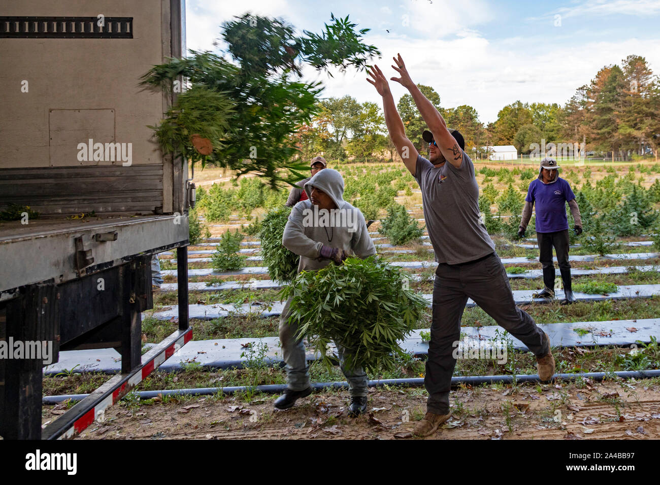 Paw Paw, Michigan - Arbeitnehmer hanf Ernte auf der Paw Paw Hanf Unternehmen. Viele amerikanische Landwirte ihre erste Ernte im Jahr 2019 geerntet nach Anbau Hanf wurde Stockfoto