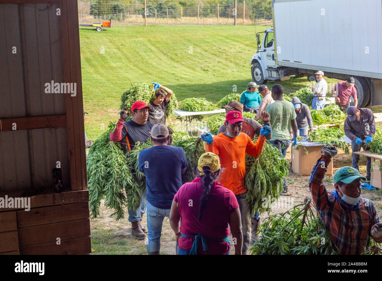 Cannabis Richtig Trocknen Und Fermentieren