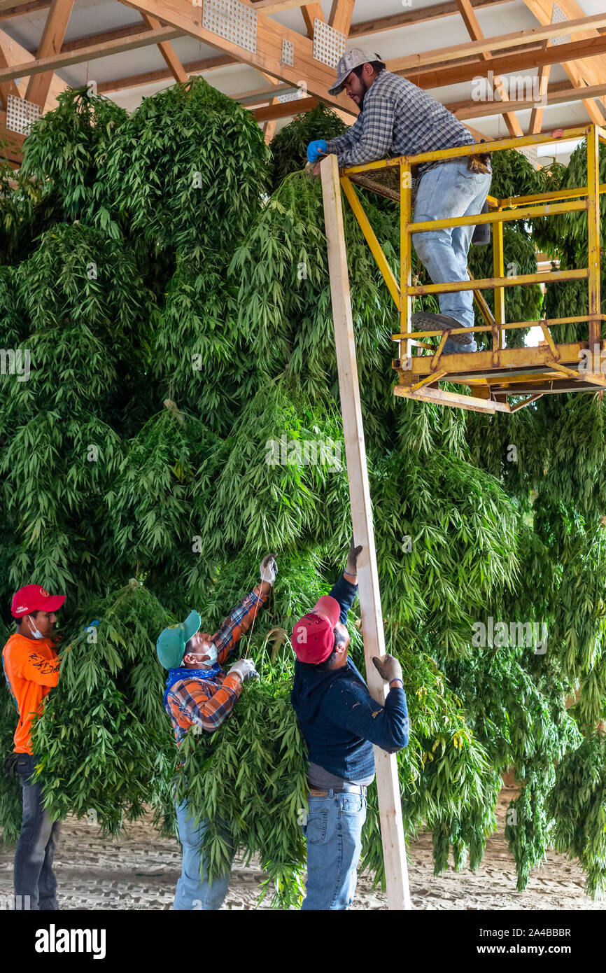 Paw Paw, Michigan - Nach der Ernte hanf Pflanzen an der Paw Paw Hanf Unternehmen, Arbeitnehmer hängen die Pflanzen in einer Scheune zu trocknen. Viele amerikanische Landwirte harveste Stockfoto