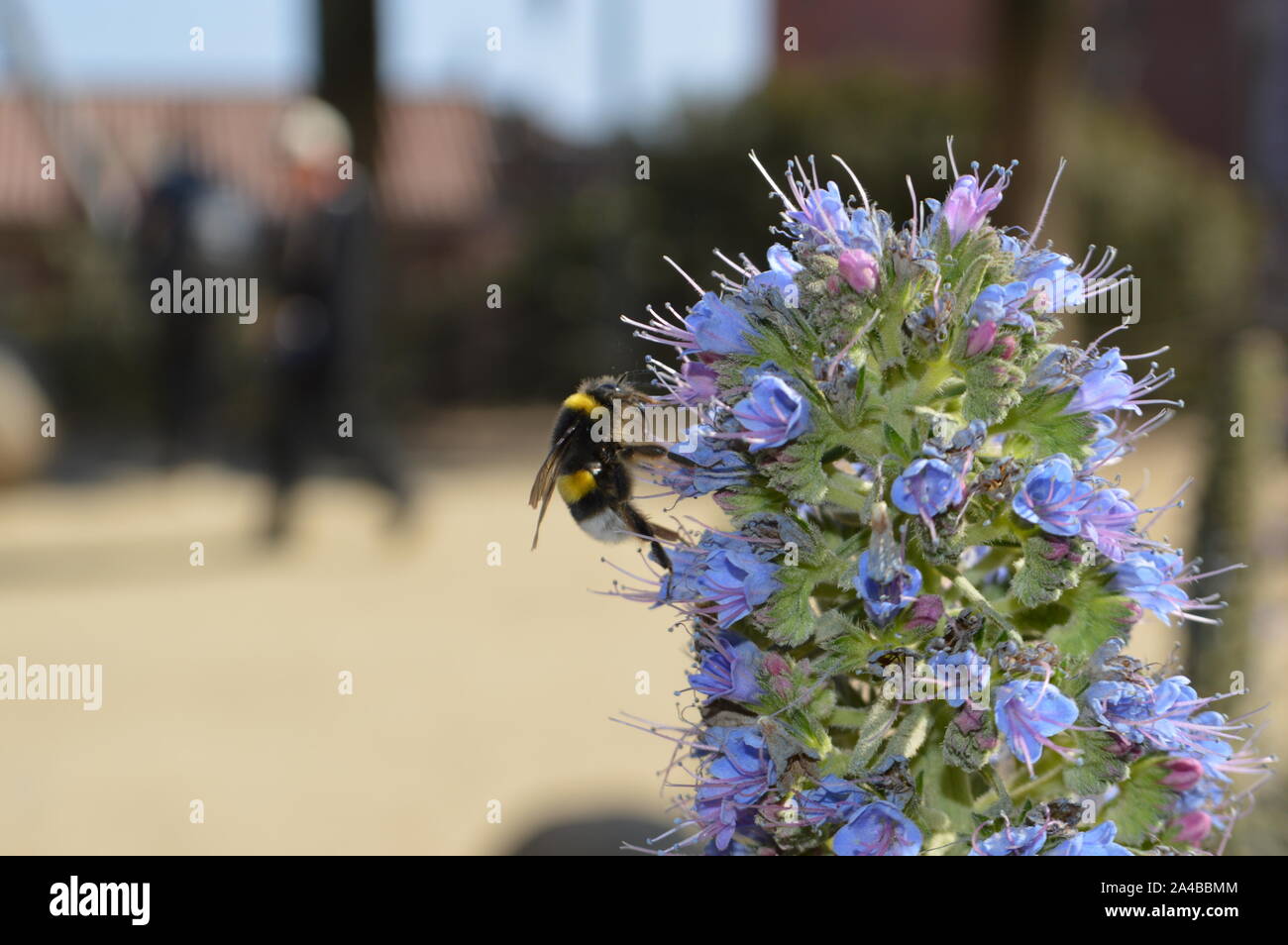 Hummel auf Blüte in Barcelona Stockfoto