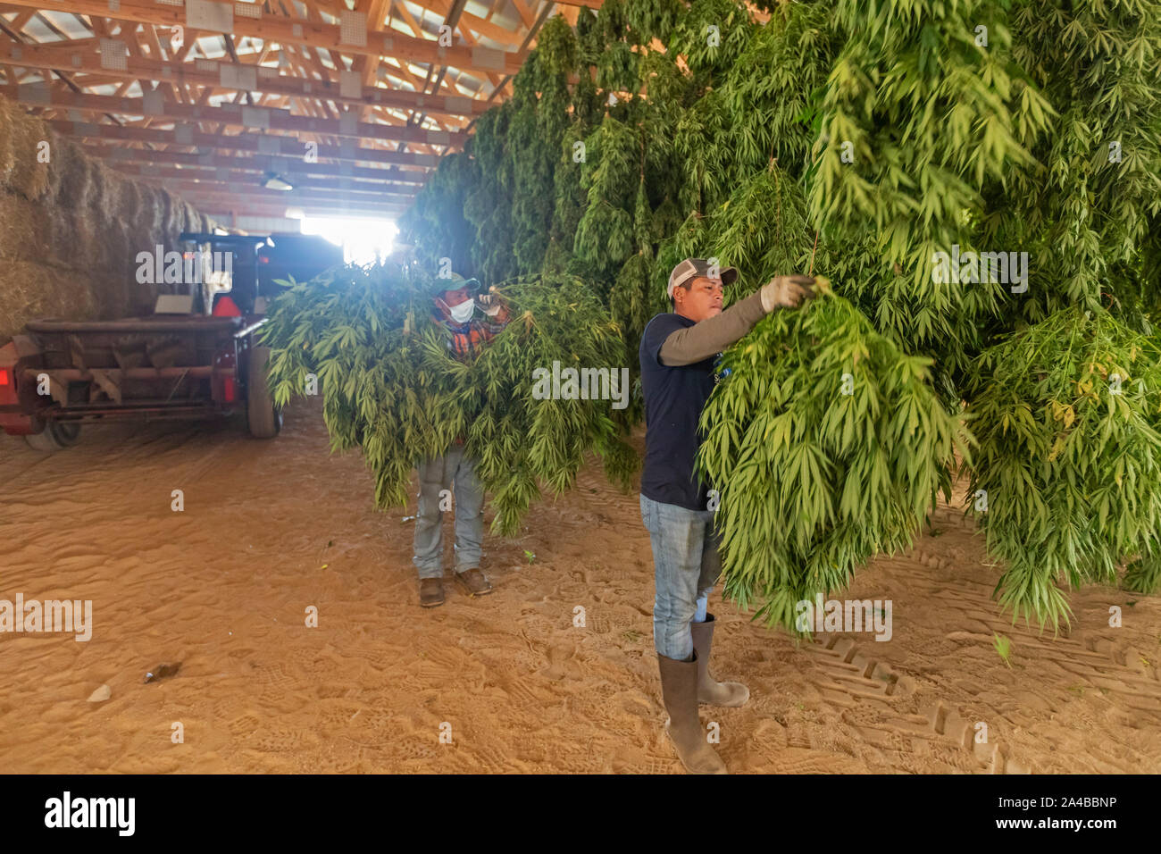 Paw Paw, Michigan - Nach der Ernte hanf Pflanzen an der Paw Paw Hanf Unternehmen, Arbeitnehmer hängen die Pflanzen in einer Scheune zu trocknen. Viele amerikanische Landwirte harveste Stockfoto