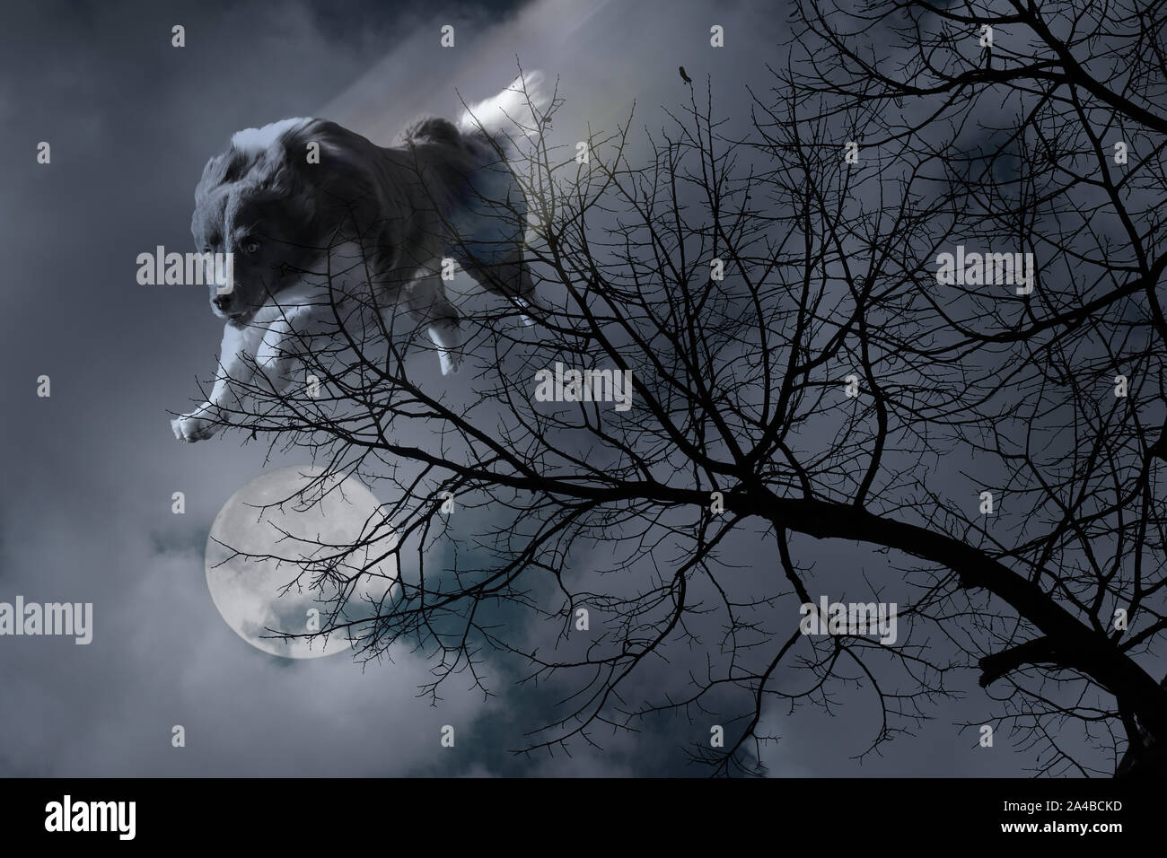 Bild von einem Werwolf aus den Himmel beim moony Licht Nacht springen Stockfoto