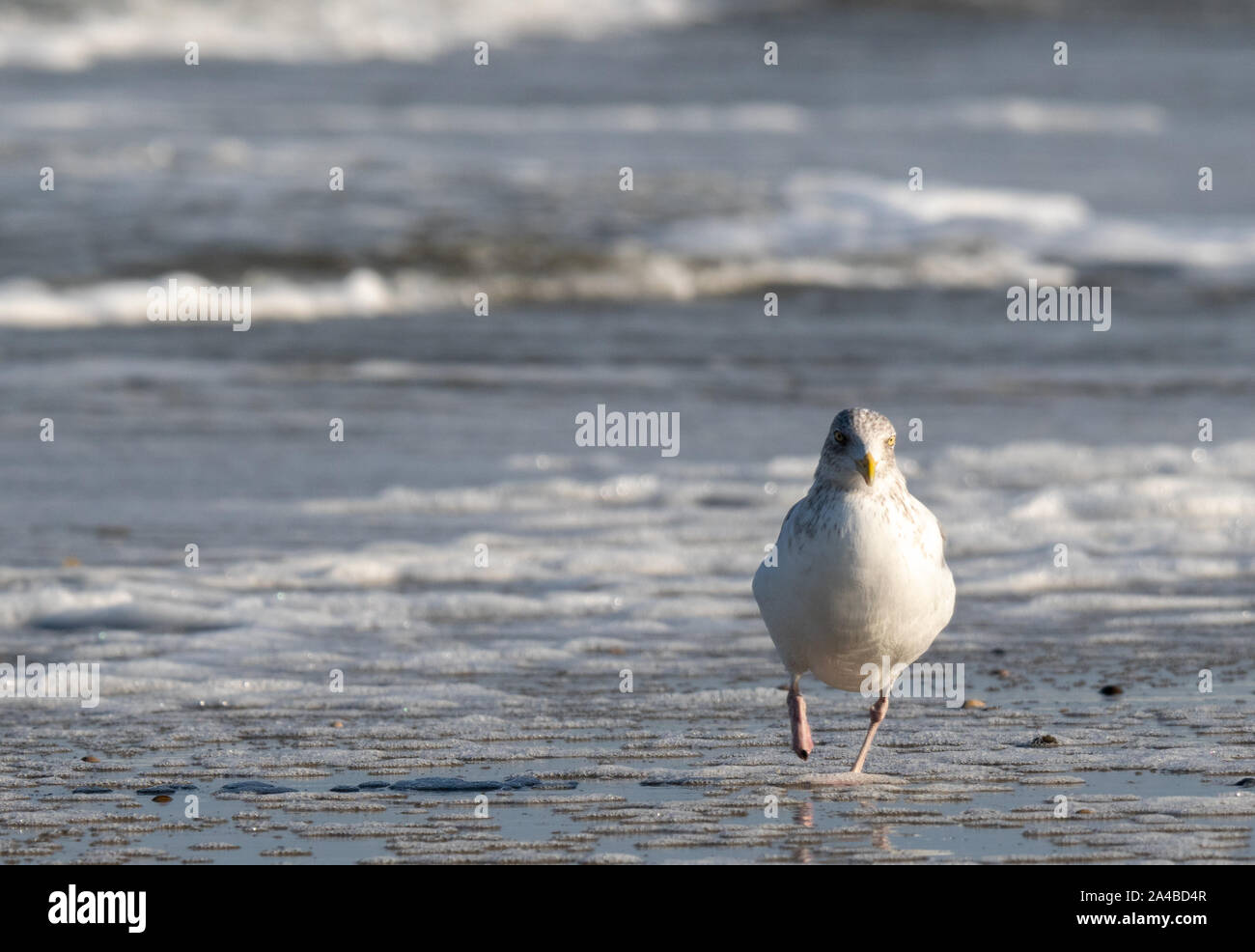 Möwe am Strand Stockfoto