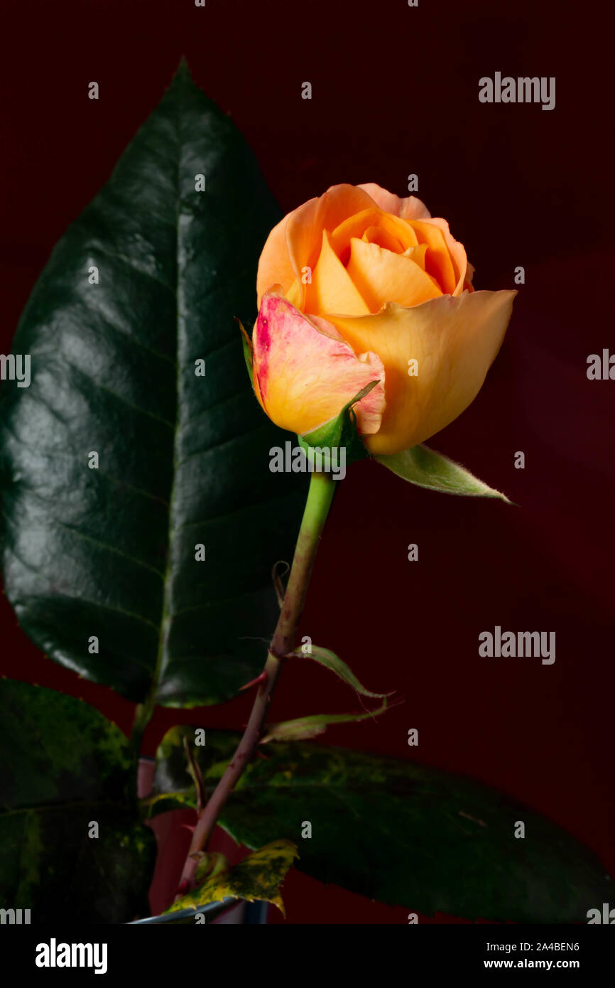 Schnitt, blühende Knospe des Whisky Mac Tea Rose vor rotem Hintergrund Stockfoto