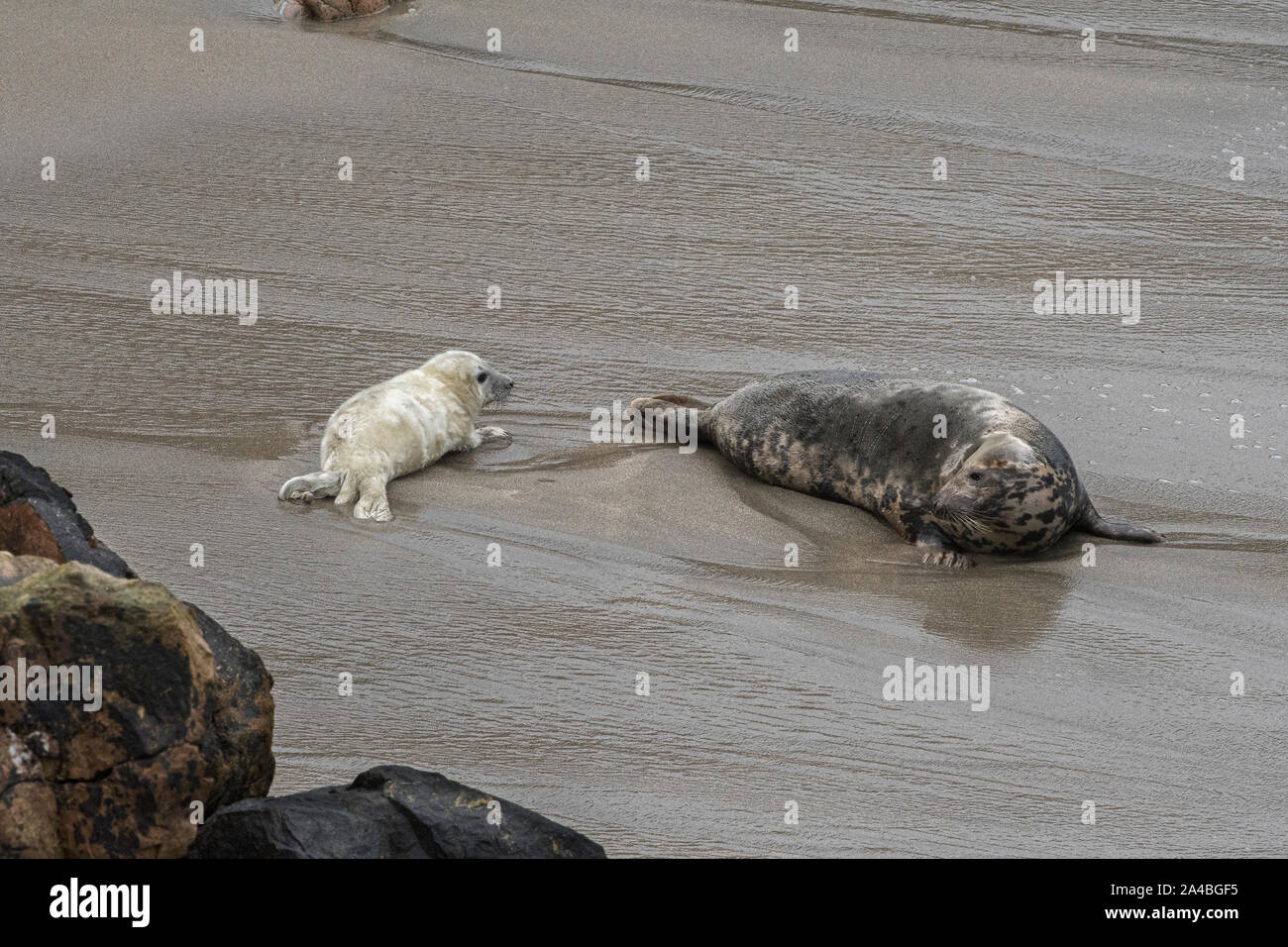 Kegelrobbe (Halichoerus grypus), Mutter und Welpen auf Geburt Strand, Uyea, Shetland Stockfoto
