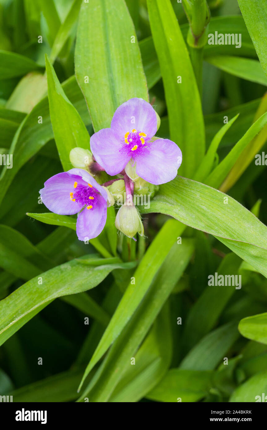 Tradescantia virginiana in einer Gruppe von zwei Blüten und Knospen. Gegen den Hintergrund der Blätter. Stockfoto