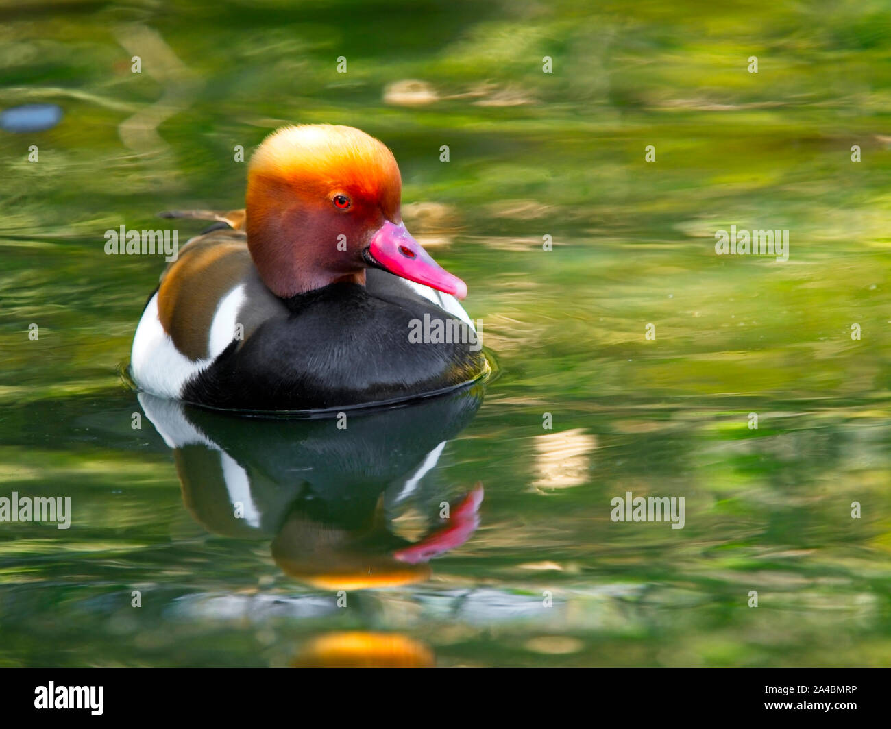 Die rote Ente (Netta rufina) ist eine Pflanzenart aus der Gattung der ein Vogel der Anatidae Familie von Eurasien und Nordafrika. Stockfoto