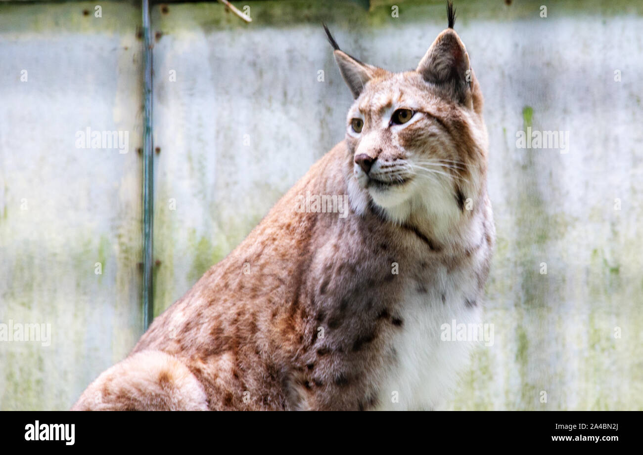 Ansicht eines Eurasischen Norden Luchs Lynx lynx, Lat. Stockfoto