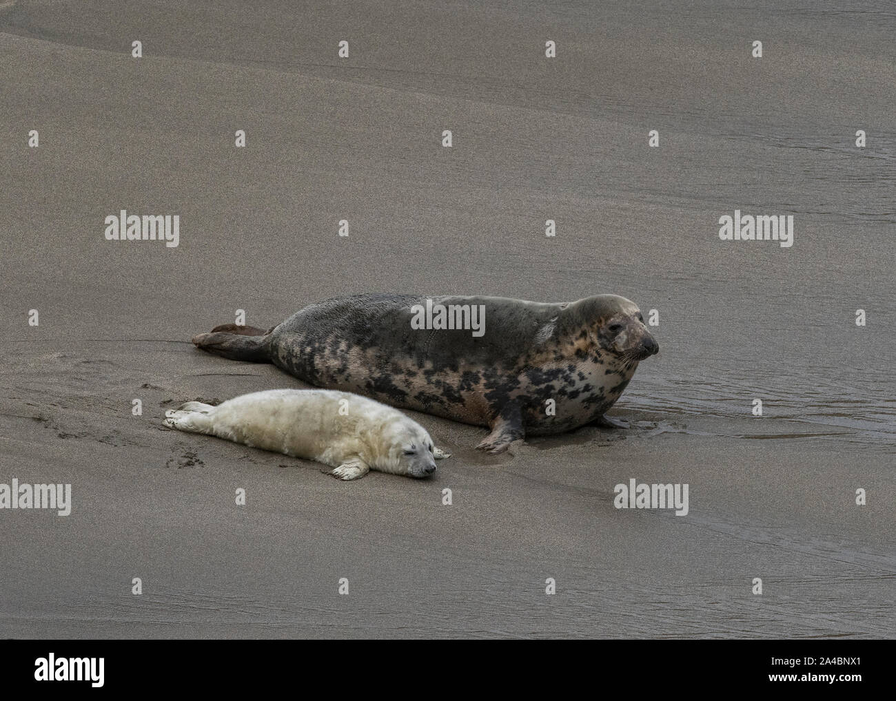 Kegelrobbe (Halichoerus grypus), Mutter und Welpen auf Geburt Strand, Uyea, Shetland Stockfoto
