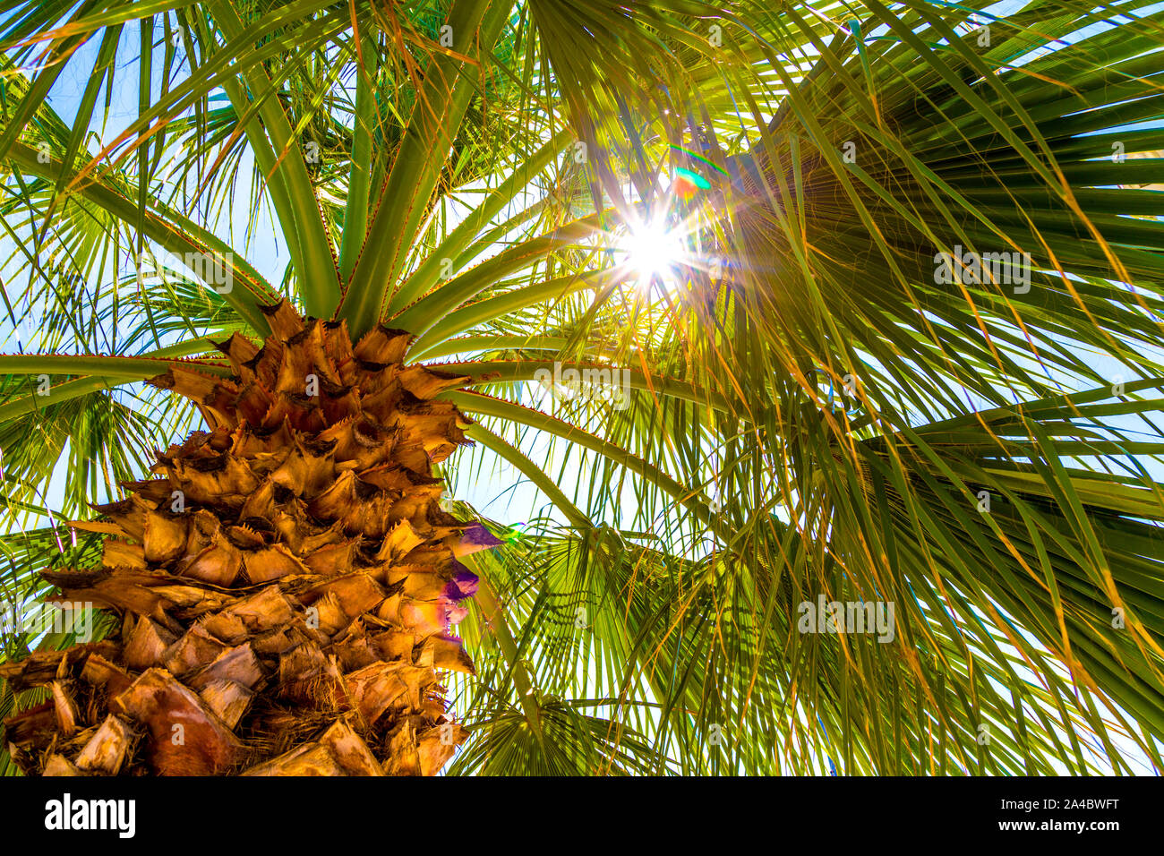 Sonnenstrahlen durch Palm Blätter glänzend, Palme und Sonne Stockfoto