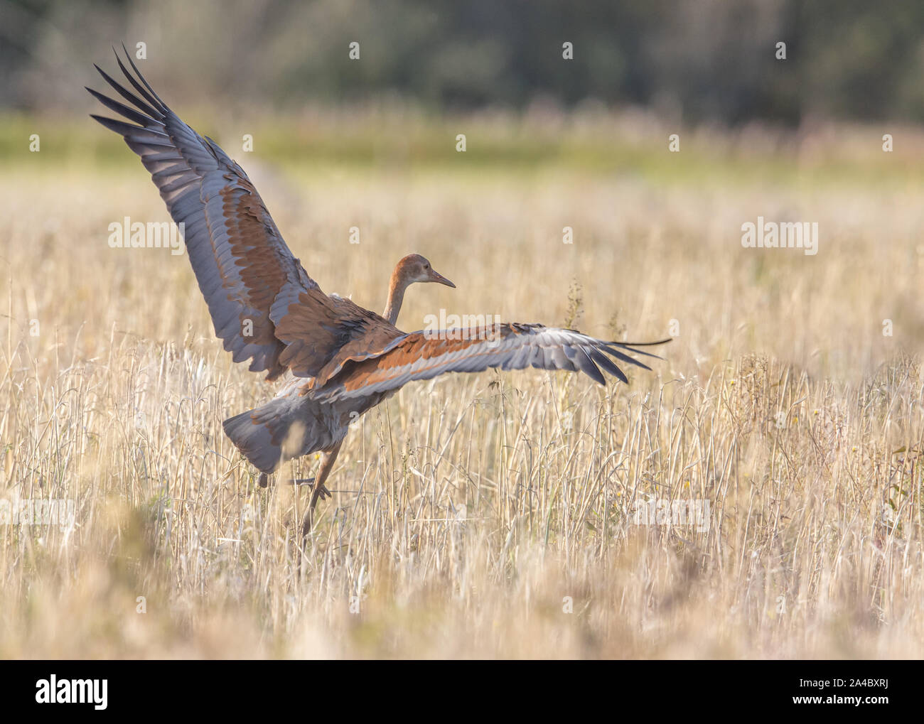 Juvenile's Sandhill Crane Flügelspannweite beim Start Stockfoto