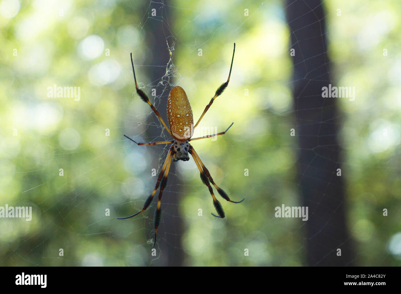 Goldener Seide Orb Weaver Spider Stockfoto