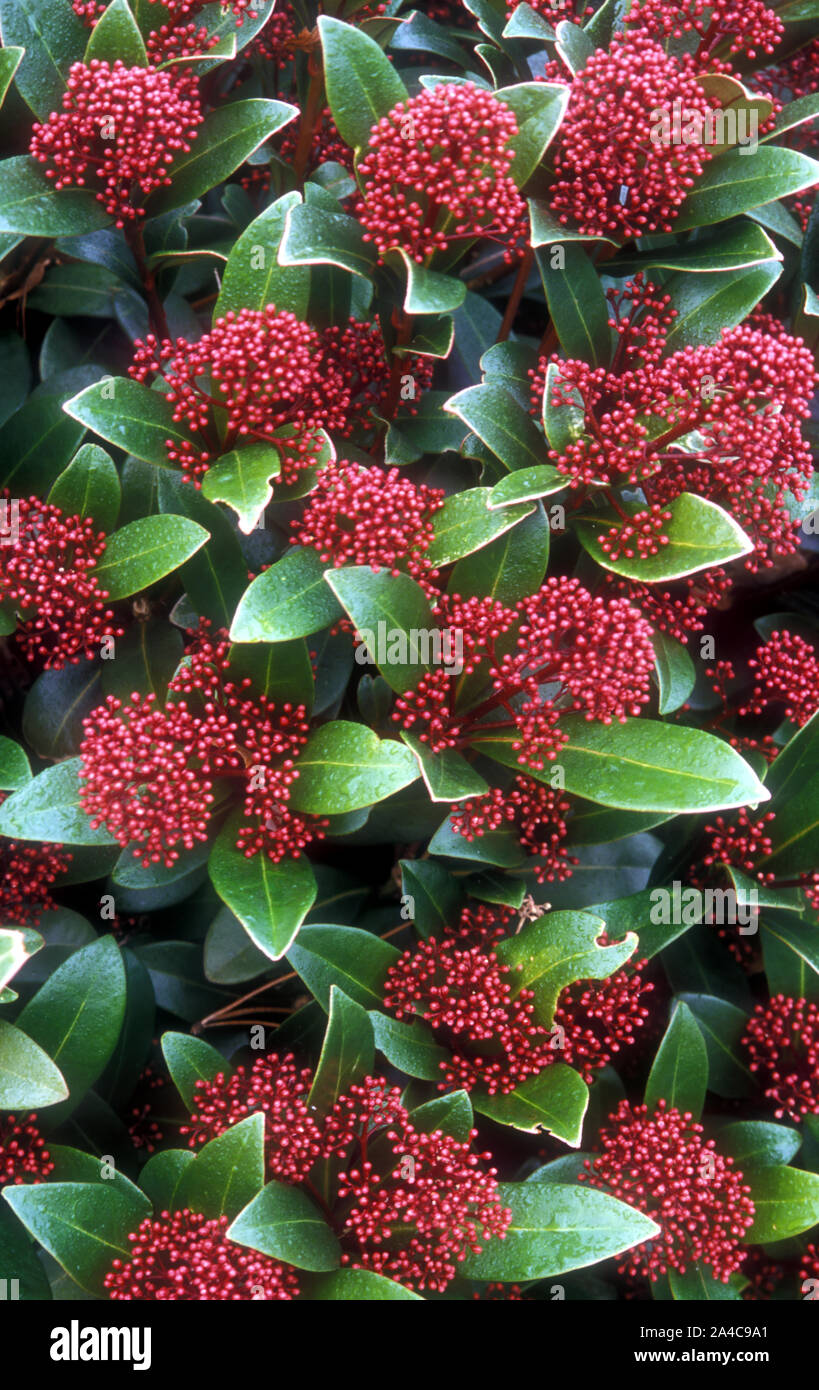 SKIMMIA japonica 'RUBELLA' blüht im Frühjahr und produziert roten Beeren im Winter. Stockfoto