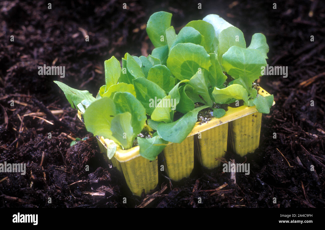 KUNSTSTOFF-KINDERGARTENTABLETT (PUNNET) MIT SALATSAATLINGEN (LACTUCA SATIVA) AUF DEM BODEN, BEREIT ZUM EINPFLANZEN. Stockfoto