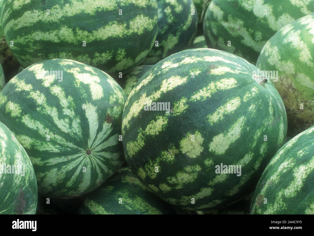 GEERNTETE GANZE WASSERMELONEN (CITRULLUS LANATUS SYN C. VULGARIS). Stockfoto
