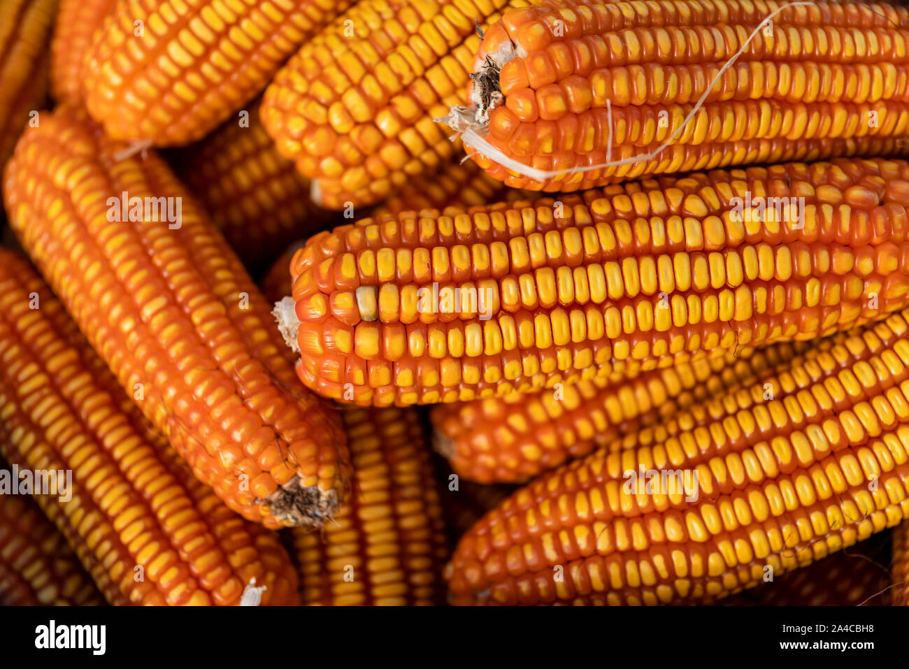 Frisch und golden Rohstoff Mais Getreide Saatgut Muster nahaufnahmen. Stockfoto