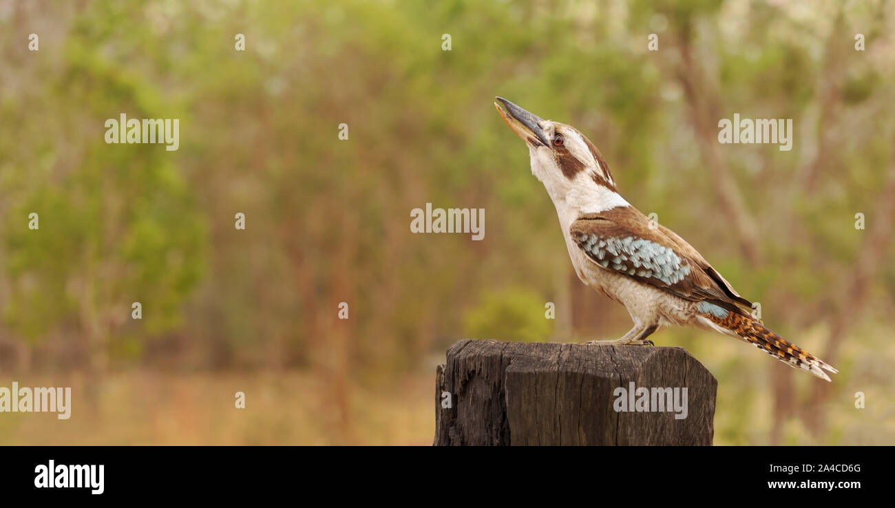 Australische Kookaburra oder Lachender Jackass auf Panorama Hintergrund mit negativen Raum für Copy-Raum Stockfoto