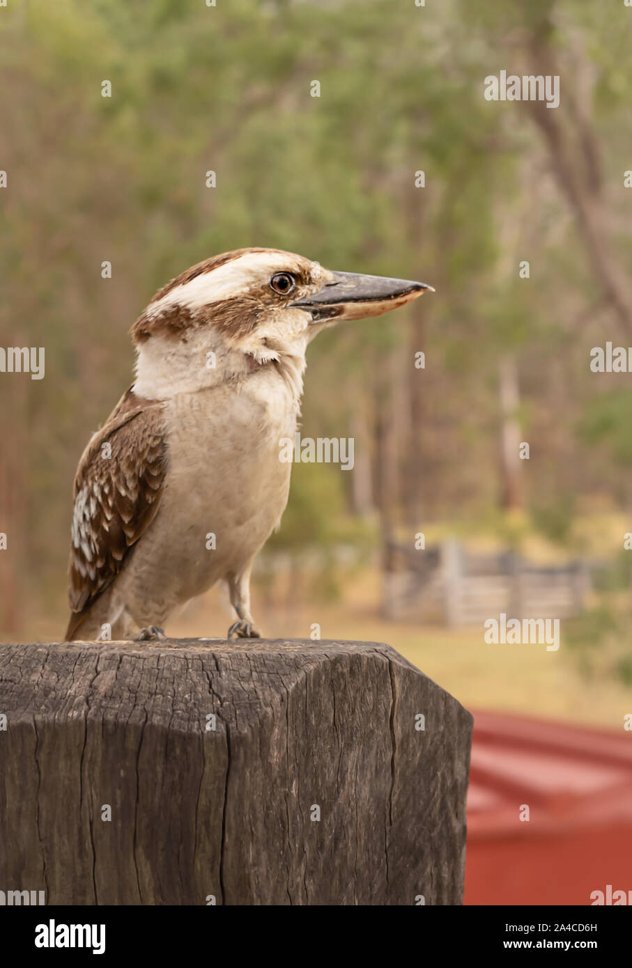 Australische Kookaburra oder lachender Jackass closeup Sitzen auf einem Pfosten Stockfoto