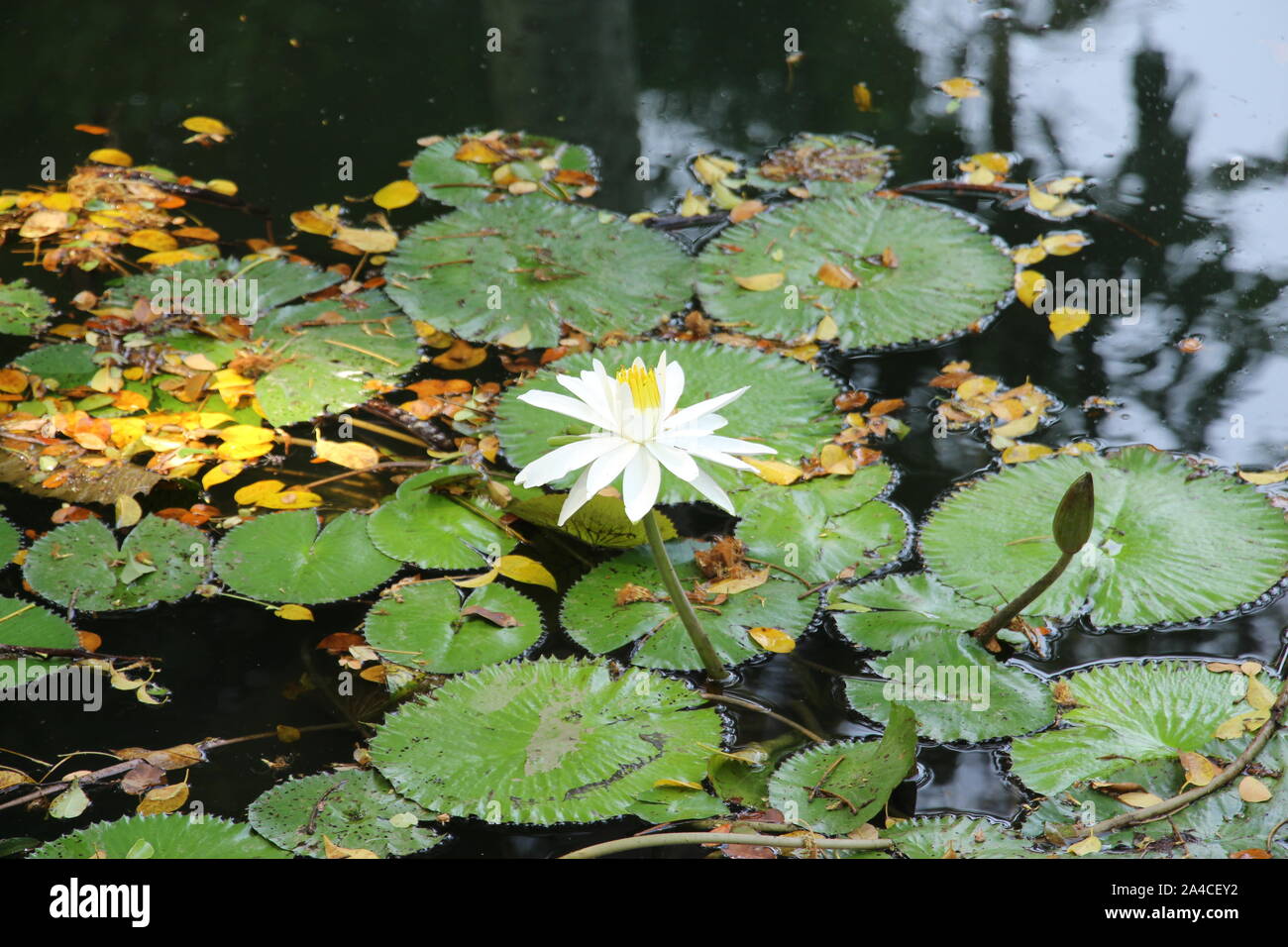 Kleine gelbe teichlilie Fotos und Bildmaterial in hoher Auflösung Alamy