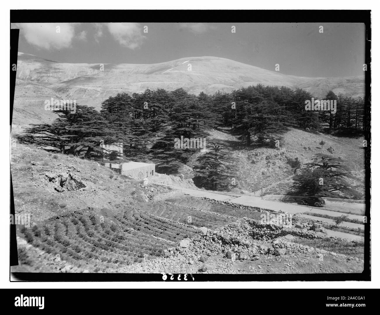 Die Zedern des Libanon (ARZ) in der Nähe von Tripolis. Das Cedar Grove aus dem Norden Stockfoto