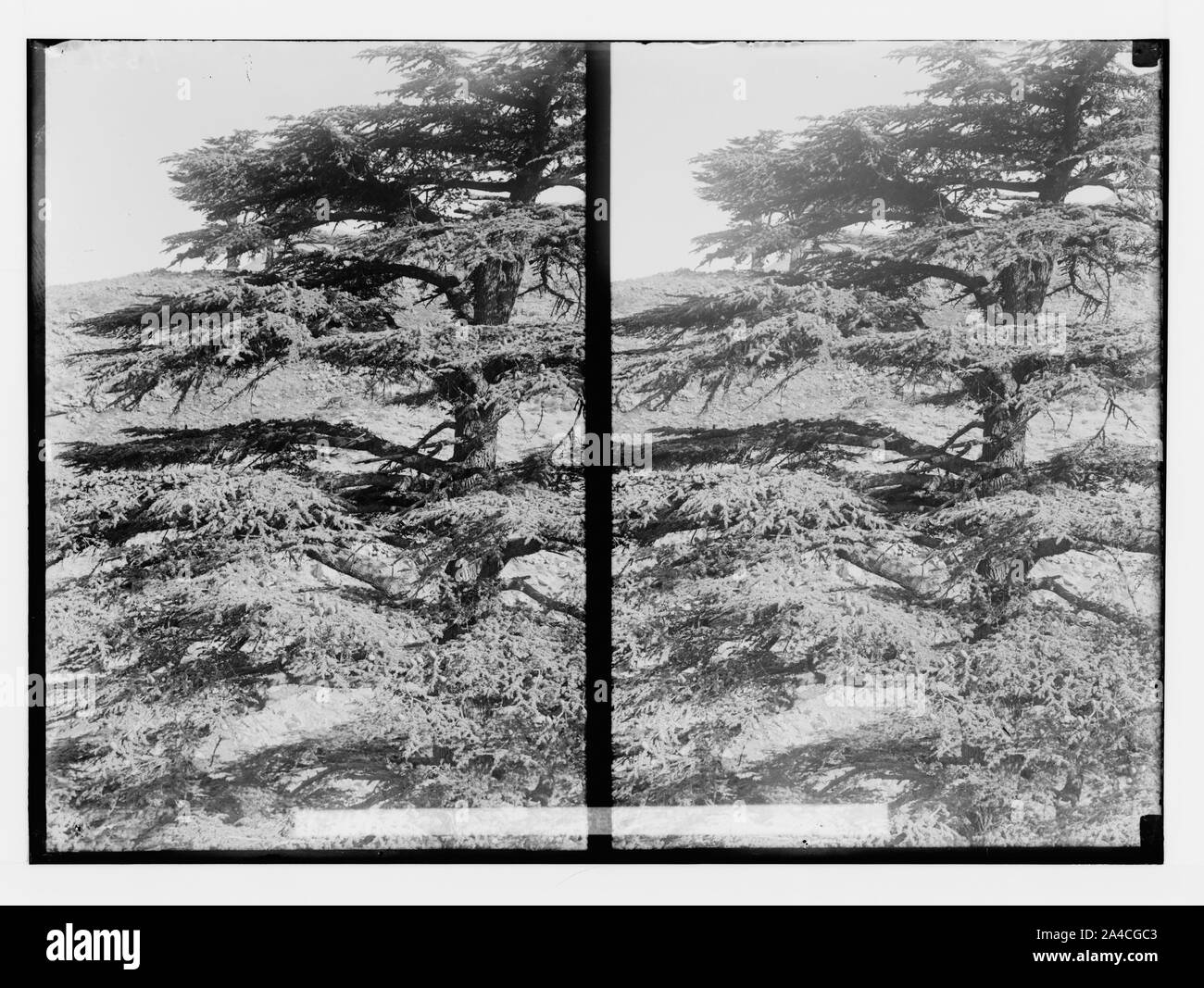 Die Zedern des Libanon, Cedrus libani Barr. Cedar Zweige mit Zapfen. Stockfoto