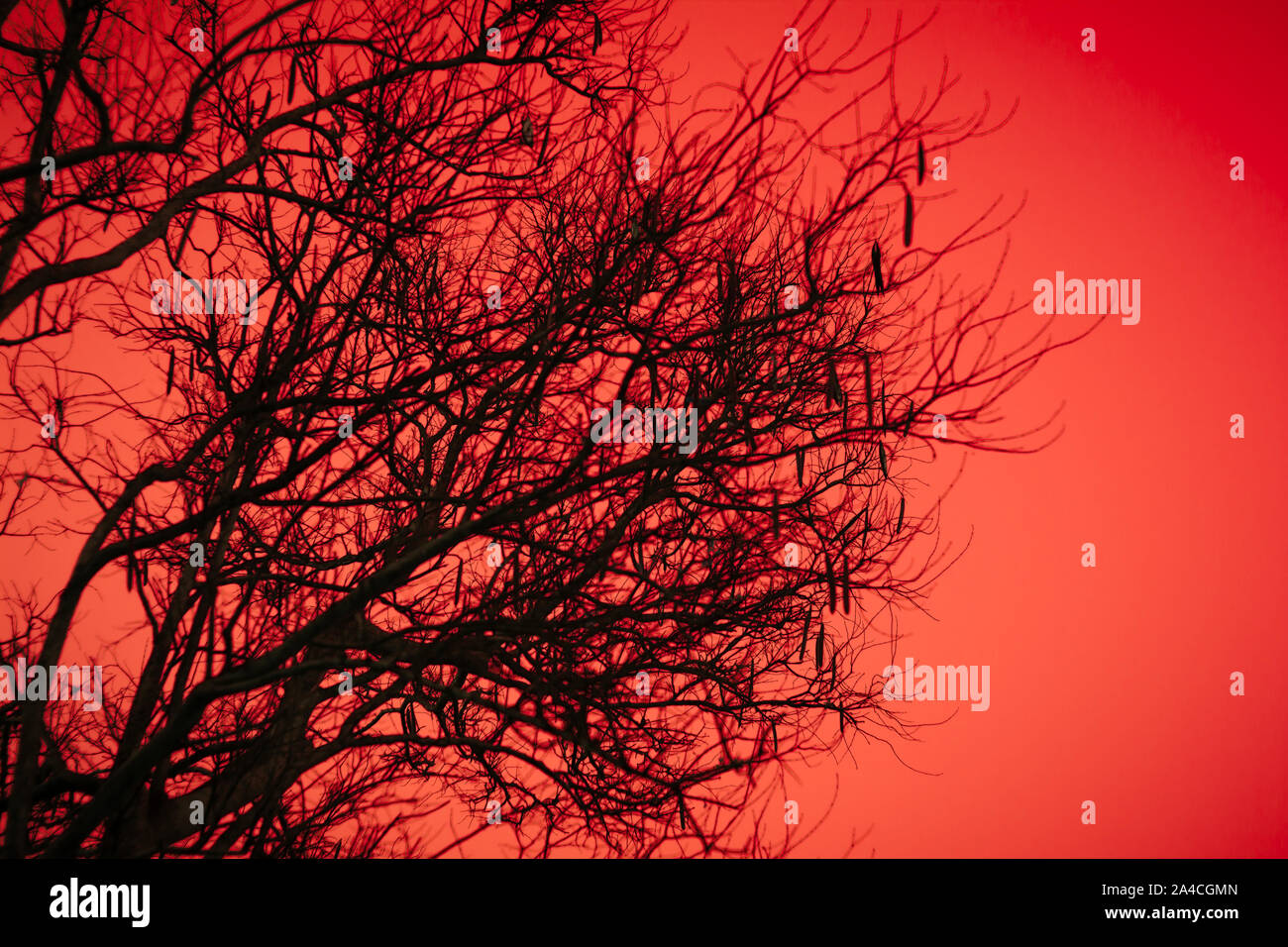 Halloween toten Ästen und orange moonlight Hintergrund. Stockfoto