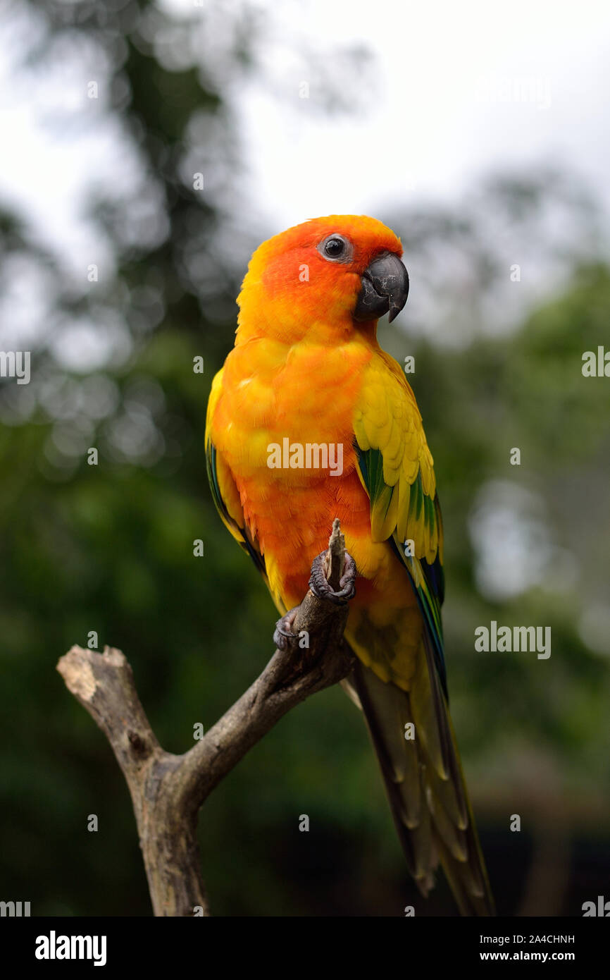 Healesville Sanctuary, australischen Papageien Fledermauspapageien. Stockfoto