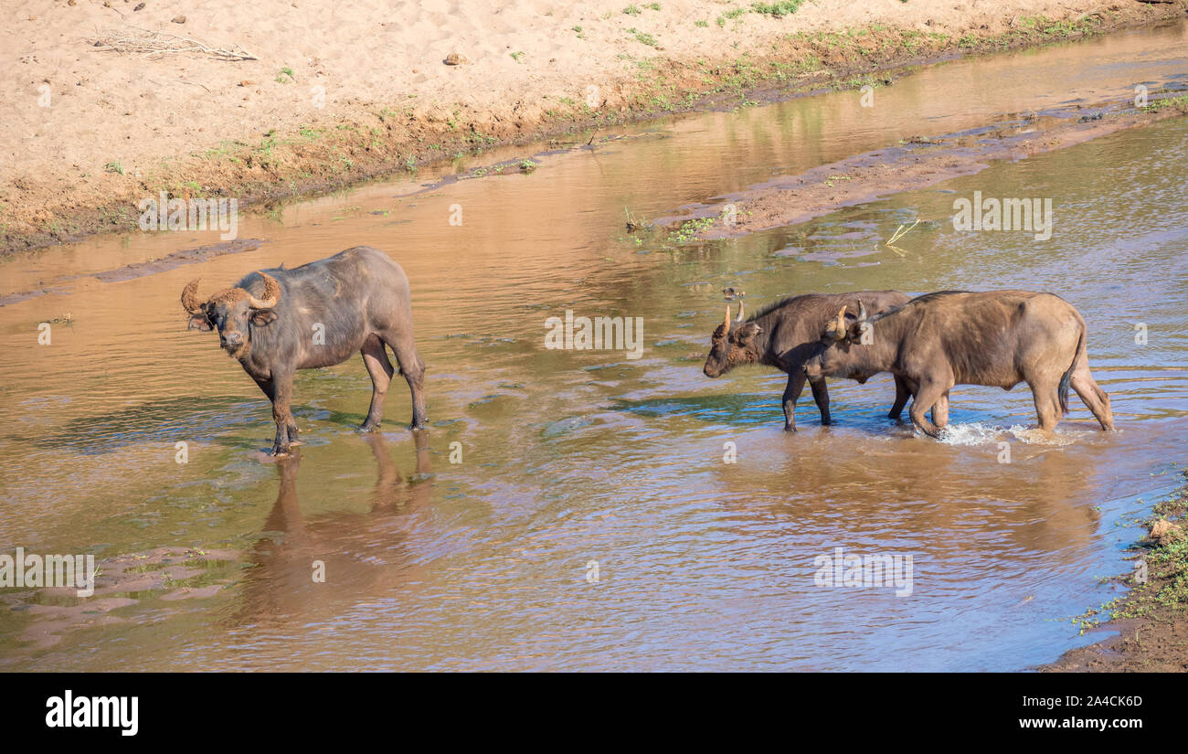 Afrikanische Büffel überqueren Sie den Luvuvhu River bei Pafuri in der Krüger Nationalpark in Südafrika Bild mit Kopie Raum im Querformat Stockfoto