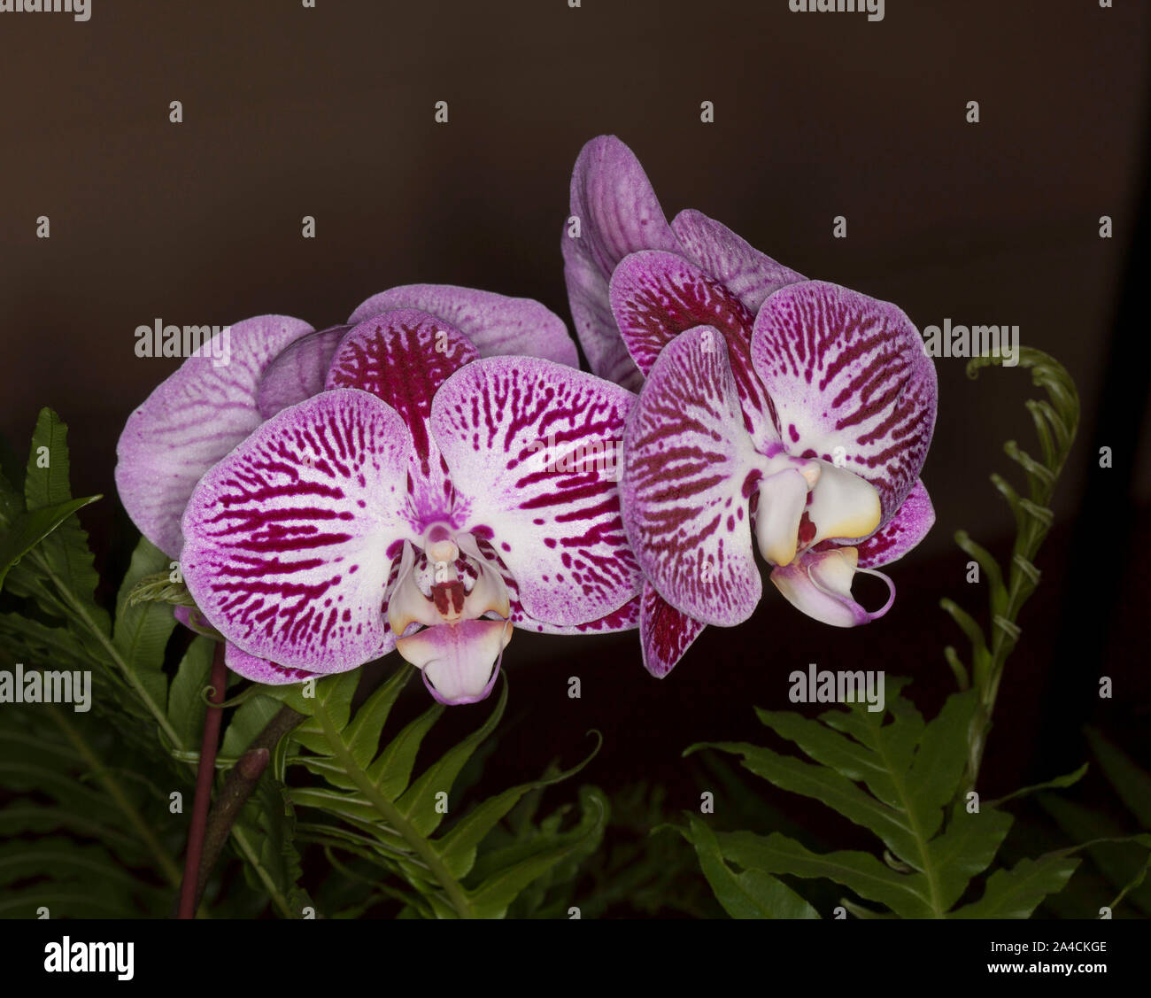 Cluster von atemberaubenden violett/roten und weißen Blumen von Phalaenopsis/Motten Orchidee neben Farnblätter und auf dunklem Hintergrund Stockfoto