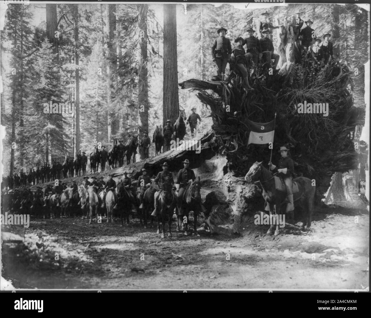 Die gefallenen Monarchen, umgeben von Co.F, 6.Kavallerie USA, Mariposa Big Tree Grove, Yosemite Valley National Park, Calif. Stockfoto