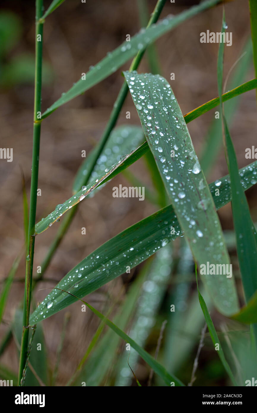 Regen fällt aus Schilf (Phragmites australis, verlässt). Wassertropfen. Niederschlag. Oberflächenspannung. Tropf, tropf, tropf, aus ausführen. Wetter. Klima. Stockfoto