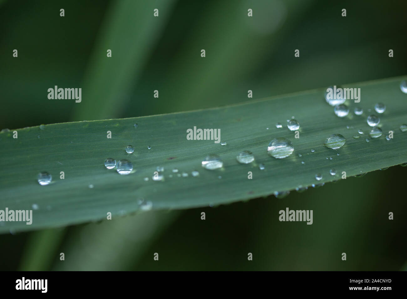 Regen fällt aus Schilf (Phragmites australis, verlässt). Wassertropfen. Niederschlag. Oberflächenspannung. Tropf, tropf, tropf, aus ausführen. Wetter. Klima. Stockfoto
