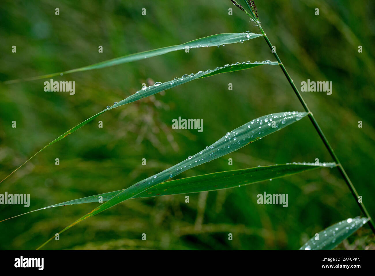 Regen fällt, die windblown Reed Blätter, (Phragmites australis). Wassertropfen. Niederschlag. Oberflächenspannung. Tropf, tropf, tropf, aus ausführen. Wetter. Stockfoto