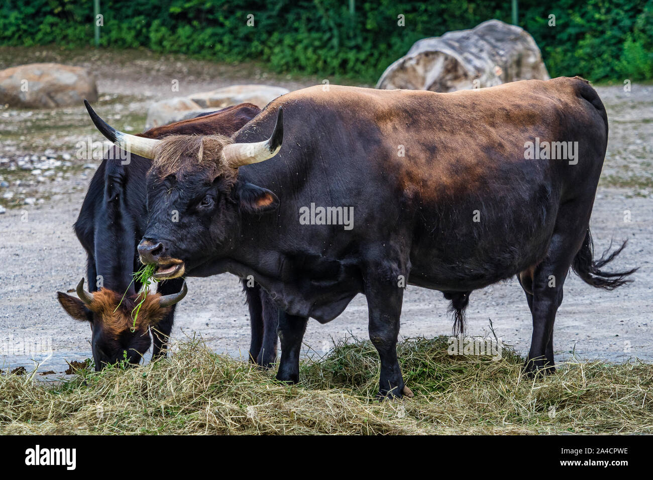 Heckrinder, Bos primigenius Taurus oder auerochsen im Zoo Stockfoto