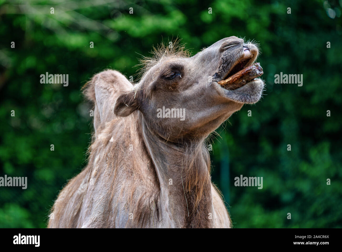 Baktrischen kamel Camelus bactrianus in einem deutschen Zoo Stockfoto