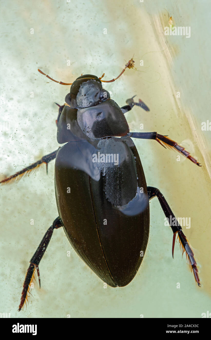 Silber Wasser Käfer (Hydrophilus Piceus). Dorsalansicht. In einem Teich tauchen Identifikation Fach, Körper, Kopf, Thorax, flügeldecken und Beine. Stockfoto